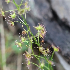 Drosera sp. at Chiltern, VIC - 6 Oct 2024