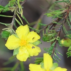 Hibbertia riparia (Erect Guinea-flower) at Beechworth, VIC - 5 Oct 2024 by KylieWaldon