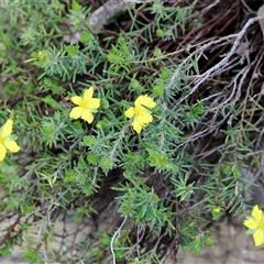 Hibbertia riparia at Beechworth, VIC - 6 Oct 2024 09:17 AM