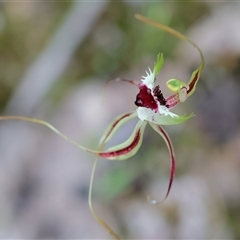 Caladenia tentaculata at Beechworth, VIC - 5 Oct 2024 by KylieWaldon