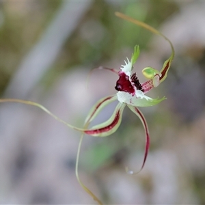 Caladenia tentaculata at Beechworth, VIC - suppressed