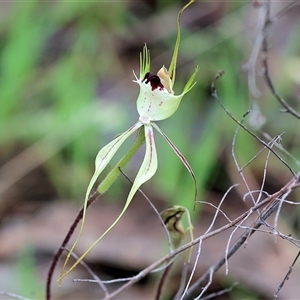 Caladenia tentaculata at Beechworth, VIC - 6 Oct 2024