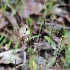 Caladenia tentaculata at Beechworth, VIC - 6 Oct 2024