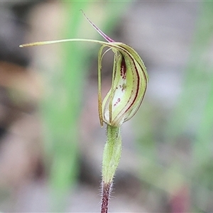Caladenia tentaculata at Beechworth, VIC - suppressed