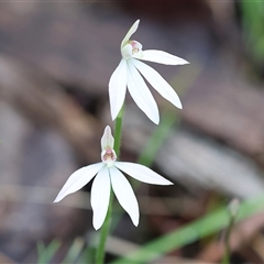 Caladenia carnea at Beechworth, VIC - 5 Oct 2024 by KylieWaldon