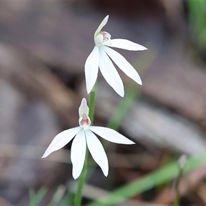 Caladenia carnea at Beechworth, VIC - suppressed