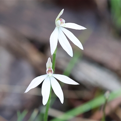 Caladenia carnea (Pink Fingers) at Beechworth, VIC - 6 Oct 2024 by KylieWaldon