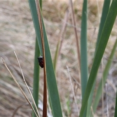 Unidentified Beetle (Coleoptera) at Lyons, ACT - 7 Oct 2024 by ran452