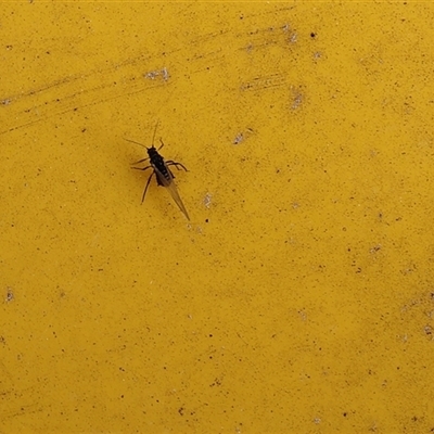 Aphididae (family) (Unidentified aphid) at Lyons, ACT - 7 Oct 2024 by ran452