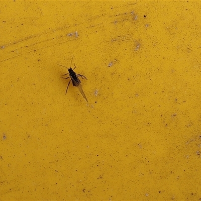 Aphididae (family) (Unidentified aphid) at Lyons, ACT - 7 Oct 2024 by ran452