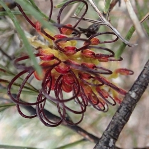 Grevillea calliantha (Foote’s Grevillea, Black Magic Grevillea) at Dandaragan, WA by MichaelBedingfield