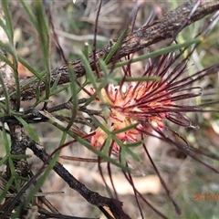 Grevillea calliantha at suppressed - suppressed