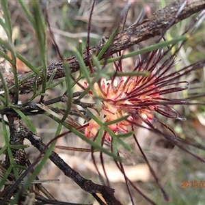 Grevillea calliantha at suppressed - suppressed