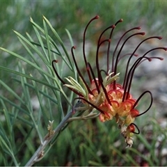 Grevillea calliantha at suppressed - 31 Jul 2013