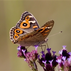 Junonia villida (Meadow Argus) at Strathnairn, ACT - 8 Jan 2023 by KorinneM