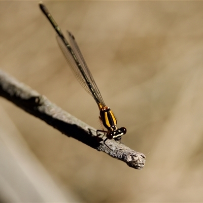 Nososticta solida (Orange Threadtail) at Strathnairn, ACT - 8 Jan 2023 by KorinneM