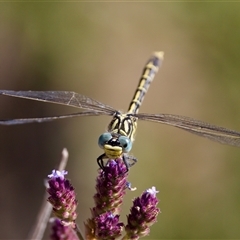 Austrogomphus australis (Inland Hunter) at Strathnairn, ACT - 8 Jan 2023 by KorinneM