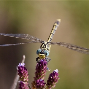 Austrogomphus australis at Strathnairn, ACT - 8 Jan 2023