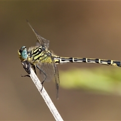 Austrogomphus australis at Strathnairn, ACT - 8 Jan 2023