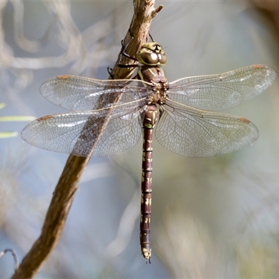 Adversaeschna brevistyla (Blue-spotted Hawker) at Strathnairn, ACT - 8 Jan 2023 by KorinneM