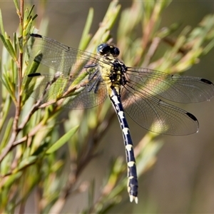 Hemigomphus heteroclytus at Strathnairn, ACT - 8 Jan 2023