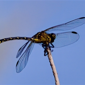 Austrogomphus ochraceus at Strathnairn, ACT - 8 Jan 2023 05:03 PM