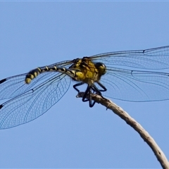 Austrogomphus ochraceus at Strathnairn, ACT - 8 Jan 2023