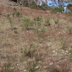 Herimosa albovenata at suppressed - 10 Sep 2024