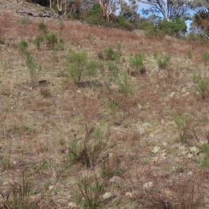 Herimosa albovenata at suppressed - 10 Sep 2024