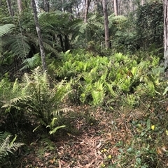 Blechnum cartilagineum (Gristle Fern) at Murrah, NSW - 7 Oct 2024 by ludomcferran