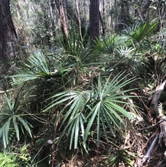 Livistona australis (Australian Cabbage Palm) at Murrah, NSW - 7 Oct 2024 by ludomcferran