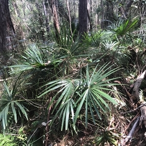 Livistona australis at Murrah, NSW - suppressed