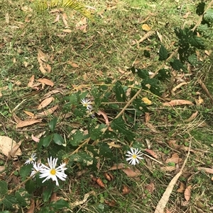 Olearia tomentosa at Murrah, NSW - 7 Oct 2024