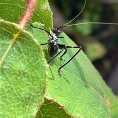 Phaneropterinae (subfamily) (Leaf Katydid, Bush Katydid) at Bagotville, NSW - 6 Oct 2024 by Bagotville