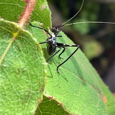 Phaneropterinae (subfamily) (Leaf Katydid, Bush Katydid) at Bagotville, NSW - 6 Oct 2024 by Bagotville