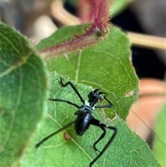 Phaneropterinae (subfamily) at Bagotville, NSW - 6 Oct 2024 08:23 AM