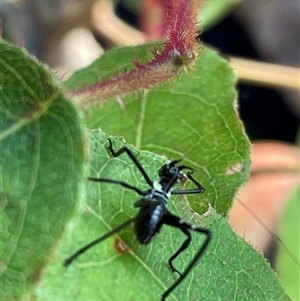 Phaneropterinae (subfamily) at Bagotville, NSW - 6 Oct 2024 08:23 AM