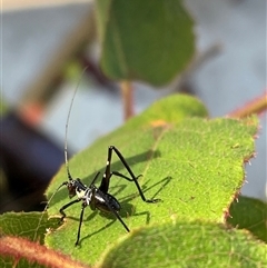 Phaneropterinae (subfamily) at Bagotville, NSW - 6 Oct 2024 08:23 AM