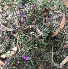 Tetratheca sp. at Murrah, NSW - 7 Oct 2024 by ludomcferran