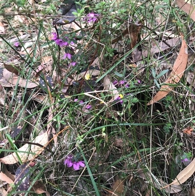 Tetratheca sp. at Murrah, NSW - 7 Oct 2024 by ludomcferran