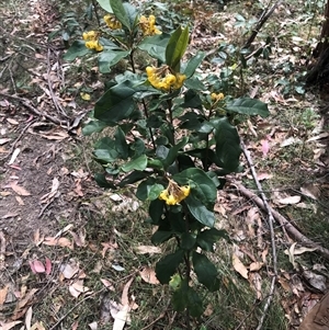 Pittosporum revolutum at Murrah, NSW - 7 Oct 2024 11:03 AM