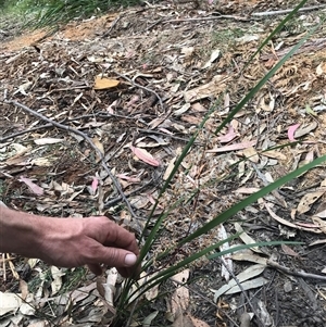 Lomandra multiflora at Murrah, NSW - 7 Oct 2024