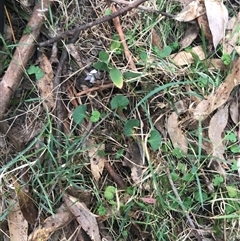 Viola sp. (Violet) at Murrah, NSW - 6 Oct 2024 by ludomcferran