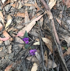 Hardenbergia violacea (False Sarsaparilla) at Murrah, NSW - 7 Oct 2024 by ludomcferran