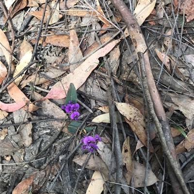 Hardenbergia violacea (False Sarsaparilla) at Murrah, NSW - 7 Oct 2024 by ludomcferran