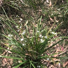 Libertia paniculata (Branching Grass-flag) at Murrah, NSW - 6 Oct 2024 by ludomcferran