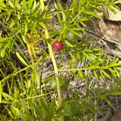 Asparagus aethiopicus (Ground Asparagus) at Mogareeka, NSW - 7 Oct 2024 by SteveBorkowskis