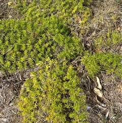 Asparagus aethiopicus at Mogareeka, NSW - 7 Oct 2024