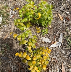 Asparagus asparagoides at Mogareeka, NSW - 7 Oct 2024