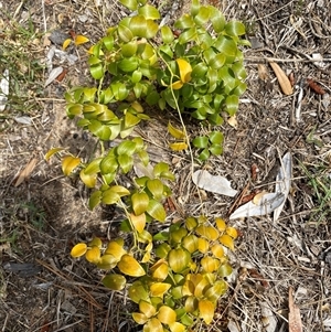 Asparagus asparagoides at Mogareeka, NSW - 7 Oct 2024 11:15 AM